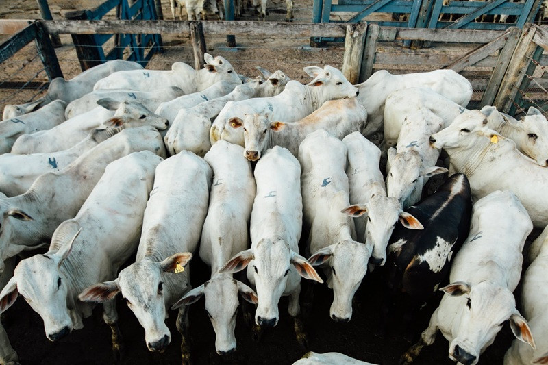  (Ricardo Chicarelli)