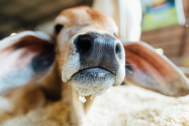  (Ricardo Chicarelli)