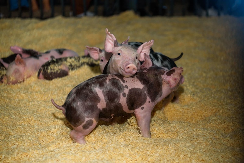 Imagem JPG, Filhotes de Pietran são atração no pavilhão de suínos
