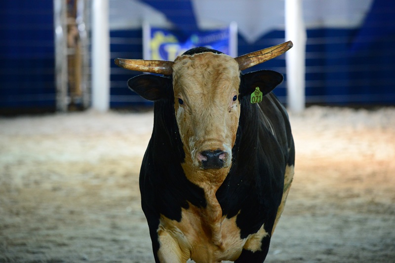 Imagem JPG, Touro mais valorizado do Brasil estreia no circuito profissional durante o Votu International Rodeo